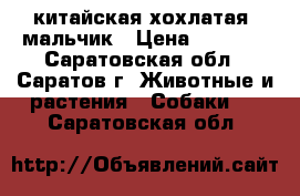 китайская хохлатая  мальчик › Цена ­ 5 000 - Саратовская обл., Саратов г. Животные и растения » Собаки   . Саратовская обл.